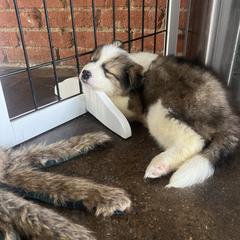 Hutch - male Nenets Herding Laika puppy in Rockwell, Texas from Tundra Fox laikas