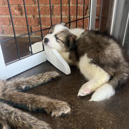 Hutch - male Nenets Herding Laika puppy in Rockwell, Texas from Tundra Fox laikas