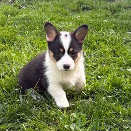 FRANCESCA (FRANNIE) - Black and tan female Pembroke Welsh Corgi puppy in Drain, Oregon from Sunnydale Corgis
