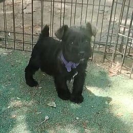 💜 Puppy Collar Female 💜 Guardian Home CA residents Only - Black Miniature Schnauzer puppy in Templeton, California from Zion Miniature Schnauzers