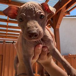 Decaf - Chocolate male American Hairless Terrier puppy in Sacramento, California from Gold Rush Kennels