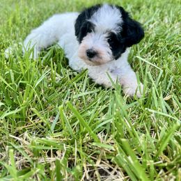 Phoebe - Parti female Schnoodle puppy in Warrensburg, Missouri from Dreamer Ridge Puppies