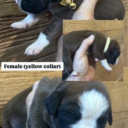 Yellow - Fawn female Boxer puppy in Ohio from S & B Boxers