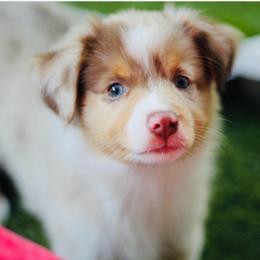 Biscuits - Red merle male Miniature Australian Shepherd puppy in Liberty Hill, Texas from Stone & Sage ATX Toy & Mini Aussies