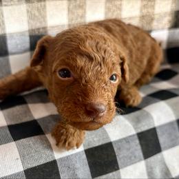 Prince - Red  male Poodle puppy in Utica, Ohio from Poodle Me Crazy
