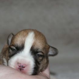 Marmalade - Sable female Pembroke Welsh Corgi puppy in Washington from Castle View Royal Rumps