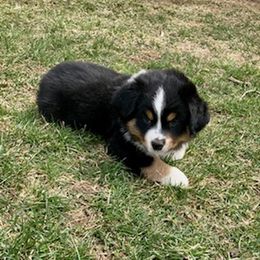 Miniature Australian Shepherd Puppies from Liberty Luck Mini Aussies