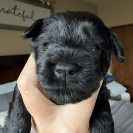 Brock's Miniature Schnauzer - Black female Miniature Schnauzer puppy in Greensburg, Louisiana from Brock’s  Miniature Schnauzers