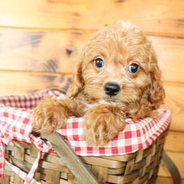 Liam - Red male Cavapoo puppy in Rattan, Oklahoma from Double M Cocker Spaniels