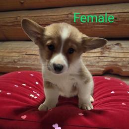 Female 3 - Red female Pembroke Welsh Corgi puppy in Unicoi, Tennessee from East Tennessee Clark Corgis