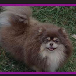 Essentia - Lavender female Pomeranian puppy in Wildersville, Tennessee from RoyalRarity's Poms & Enrichment
