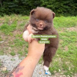 Choc boy 3200 no breeding rights - Chocolate male Pomeranian puppy in Kentucky from Em&M Pomeranians