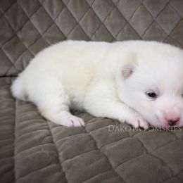 Pomsky Puppies from Dakota Pomskies