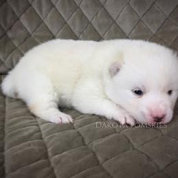 Pomsky Puppies from Dakota Pomskies