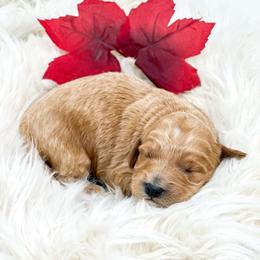 Pleakley - Red  male Goldendoodle puppy in Davison, Michigan from Dreaming Doodles