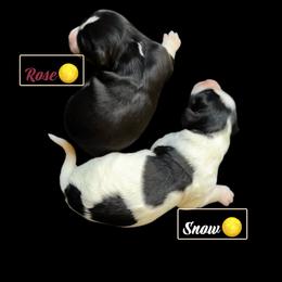 POL1 GH - Tri-color female Bernedoodle puppy in Henrico, Virginia from Paws 4 Doodles, LLC