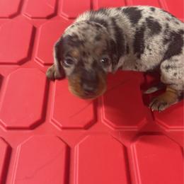 Teddy - Fawn (Isabella) male Dachshund puppy in Birchtree, Missouri from Cruzan Dachshunds