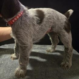 Miss Red - Liver female German Wirehaired Pointer puppy in Madison, Missouri from Show Me Kennels