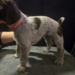 Miss Red - Liver female German Wirehaired Pointer puppy in Madison, Missouri from Show Me Kennels