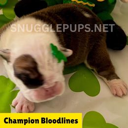Tater - Chocolate tri-color male Bulldog puppy in Tremonton, Utah from Snuggle Pups
