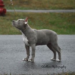 American Bully Puppies from SouthernCharm Kennel (SCP)