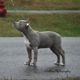 American Bully Puppies from SouthernCharm Kennel (SCP)