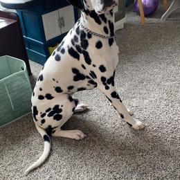 Dalmatian All Grown Up from Rosais Acres LLC