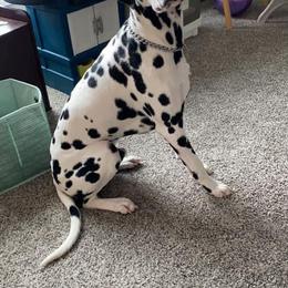 Dalmatian All Grown Up from Rosais Acres LLC