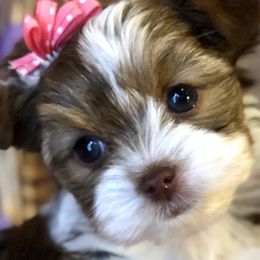 Biewer Terrier and Yorkshire Terrier Puppies from Wisteria Yorkies