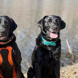 English Setters and Labrador Retrievers from McFella’s Gun Dogs
