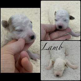 Lamb - Parti female Poodle puppy in Wheatland, California from Sapphire Ridge Poodles