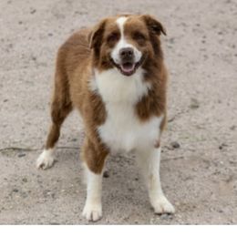 Cinch  - Australian Shepherd