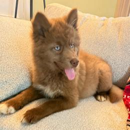 Fenneko - Red and white female Siberian Husky puppy in London, Ohio from Rose Trail Siberian’s