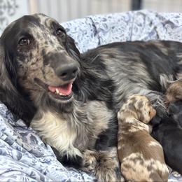 Chocolate tan 4000 - Black and tan female Dachshund puppy in Steele, Alabama from Taylored Dachshunds