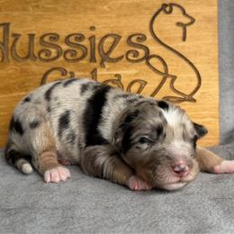 Yoda - Blue merle male Australian Shepherd puppy in Tuftonboro, New Hampshire from Aussies Edge Farm