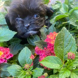 BlackBerry - Black female Cavapoo puppy in El Sobrante, California from Mckendra's Legacy
