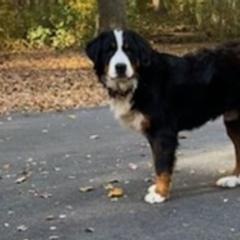 Bernese Mountain Dogs from A&A Greenwood Puppies