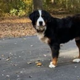 Bernese Mountain Dogs from A&A Greenwood Puppies
