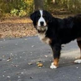 Bernese Mountain Dogs from A&A Greenwood Puppies