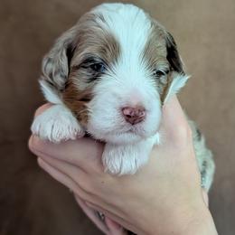 Loki - Red merle male Aussiedoodle puppy in New Durham, New Hampshire from Ridgeview Aussiedoodles