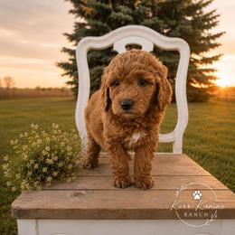 Eleanor - Apricot female Goldendoodle puppy in Ashton, Idaho from Kerr Kanine Ranch