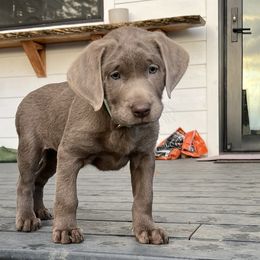 Dilute Retrievers and Labrador Retrievers from McKenzie Reign Labradors