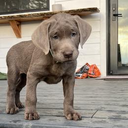 Dilute Retrievers and Labrador Retrievers from McKenzie Reign Labradors