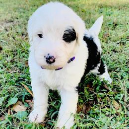 Goldendoodle and Sheepadoodle Puppies from Paw City Doodles