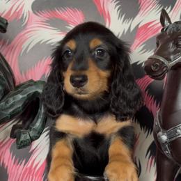 CandyCorn Price 1999 - Black and tan male Dachshund puppy in Floresville, Texas from Muddy River Dachshunds