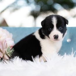 Stardust - Black and white male Border Collie puppy in Conway, Missouri from 2J 2K Border Collies | Maremma Sheepdogs