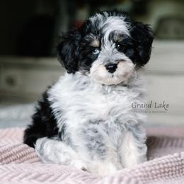 Bordreaux - Parti male Schnoodle puppy in Grove, Oklahoma from Grand Lake Poodles & Doodles