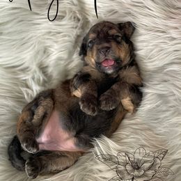 Bernedoodle and Poodle Puppies from Salty Standards