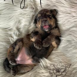 Bernedoodle and Poodle Puppies from Salty Standards