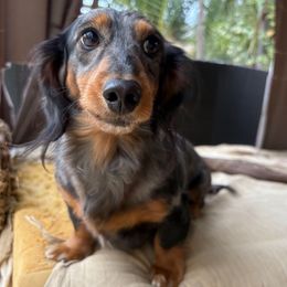 Bodhi - Dachshund